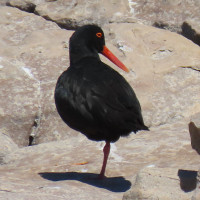 African Oystercatcher